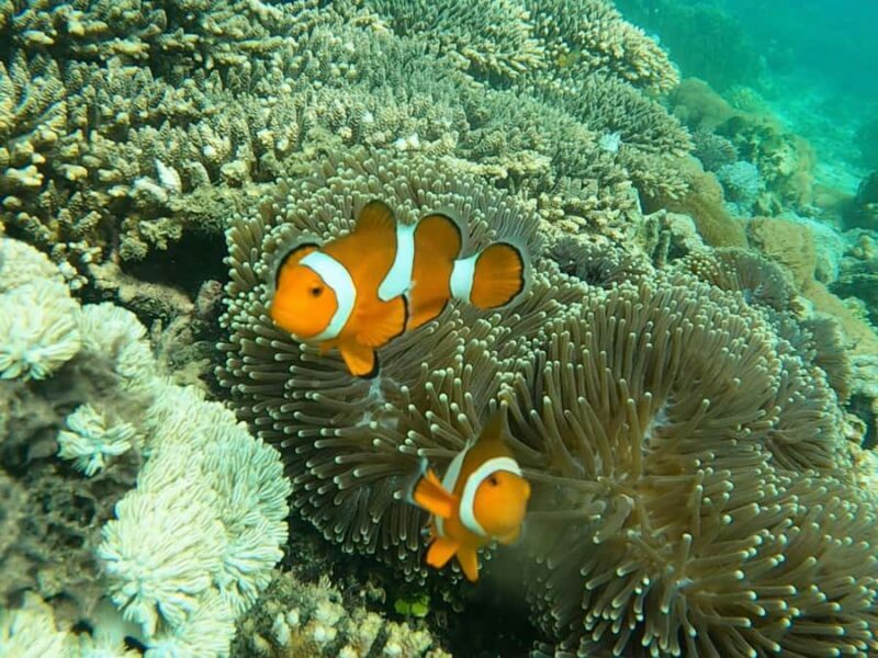 From Gili Meno: Private Snorkeling with Turtle & Statue - Price, Value, and Practical Tips