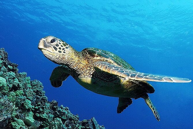 From Gili Trawangan & Gili Air Snorkeling Trip Sharing & Private - Activity Expectations and Limitations