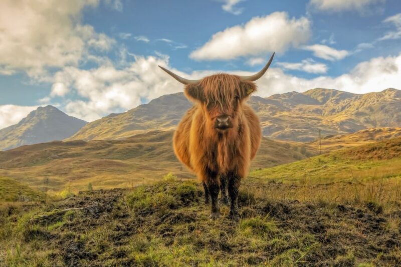 From Glasgow: Loch Lomond, Trossachs & Stirling Castle Tour - What to Bring and Important Information
