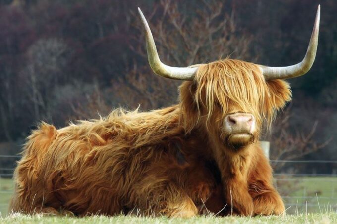 From Glasgow: Oban, Glencoe & West Highland Castles Day Trip - What to Bring