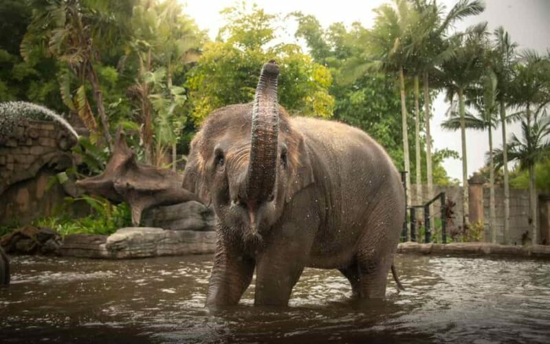 From Gold Coast : Australia Zoo Transfer and Entry Ticket - Introduction