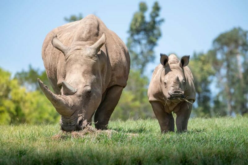 From Gold Coast : Australia Zoo Transfer and Entry Ticket - Key Points