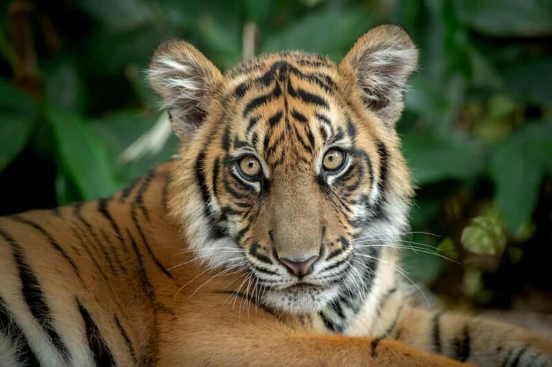 From Gold Coast : Australia Zoo Transfer and Entry Ticket - Final thoughts