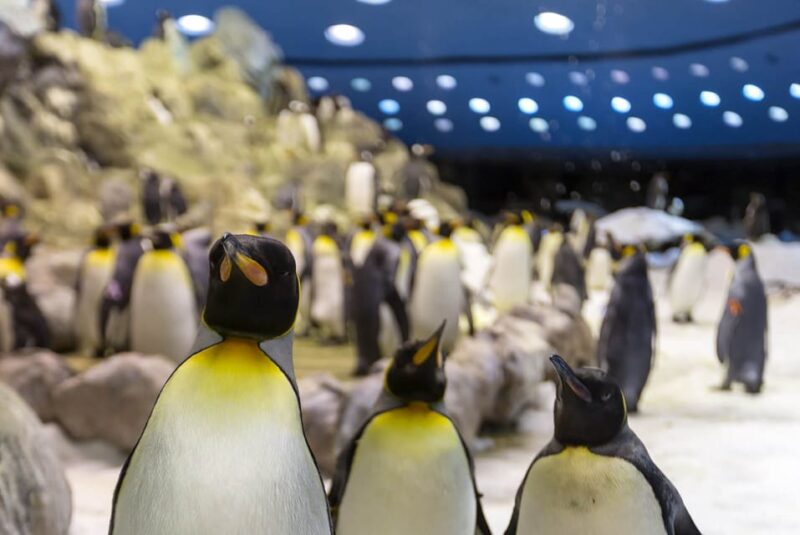 From Gran Canaria: Day Trip to Loro Parque Tenerife - Key Points