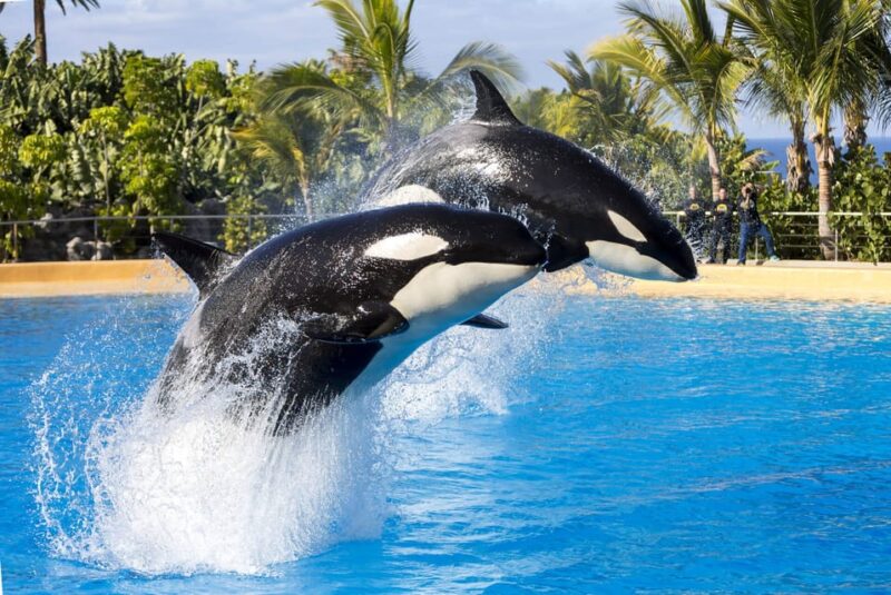From Gran Canaria: Day Trip to Loro Parque Tenerife - Transportation Details