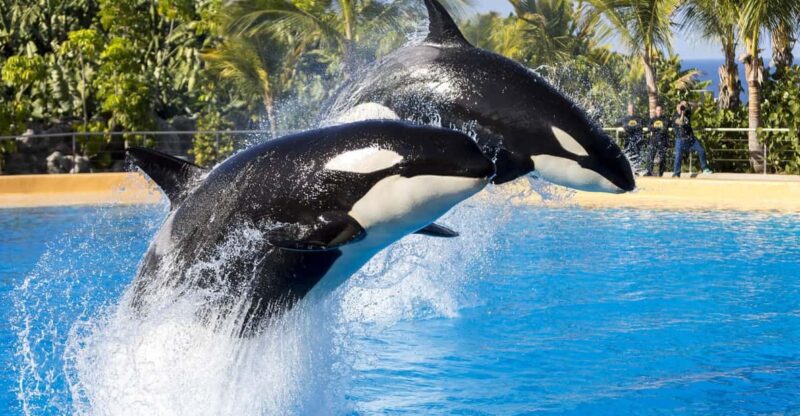 From Gran Canaria: Day Trip to Loro Parque Tenerife - Loro Parque Experience