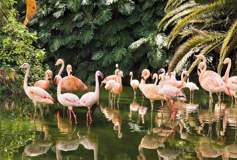 From Gran Canaria: Day Trip to Loro Parque Tenerife - Languages and Participants