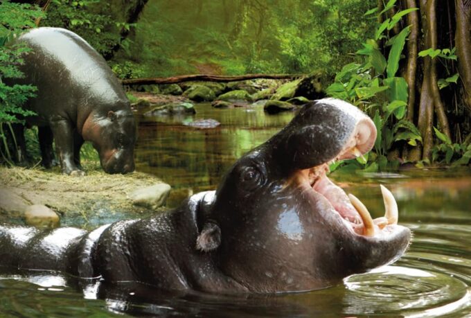 From Gran Canaria: Day Trip to Loro Parque Tenerife - Cancellation Policy