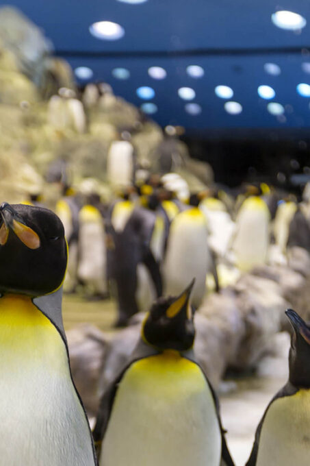From Gran Canaria: Day Trip to Loro Parque Tenerife - Reviews and Ratings