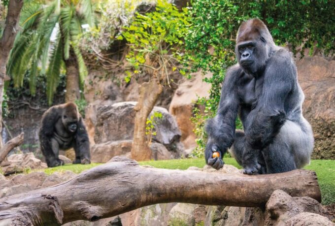From Gran Canaria: Day Trip to Loro Parque Tenerife - Frequently Asked Questions