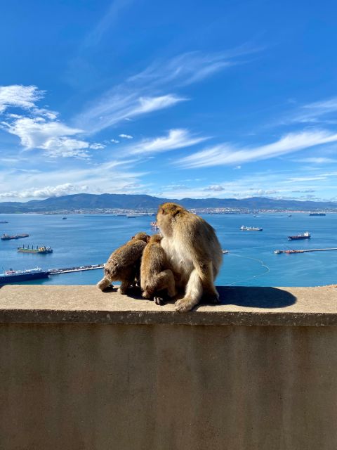 From Granada: Day Trip to Gibraltar - Encounter With Barbary Apes