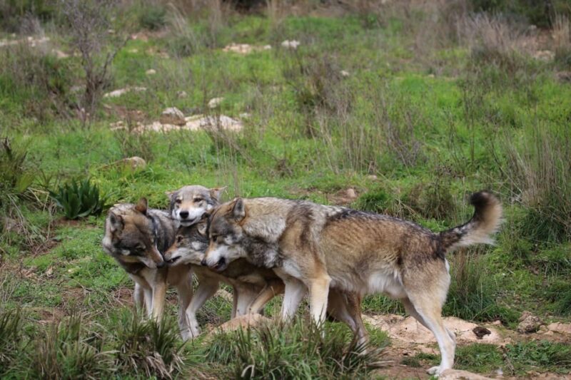 From Granada: Lobo Parque and Torcal De Antequera, Adventure Excursion - Key Points