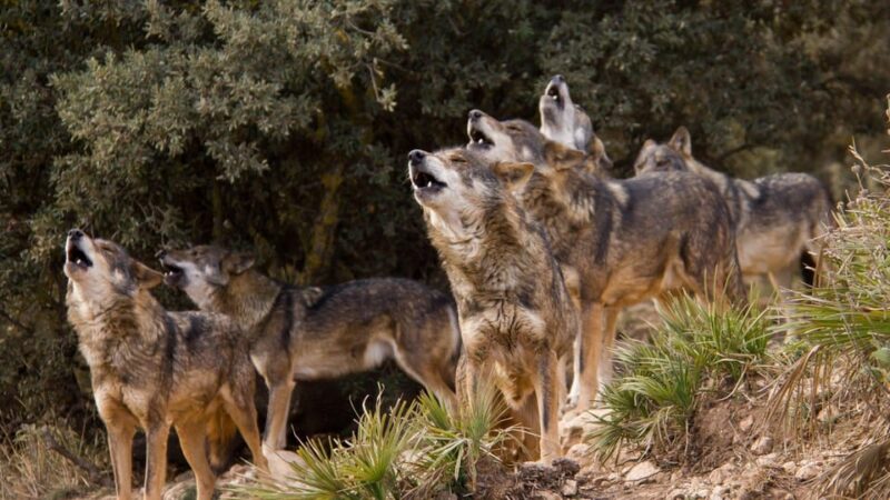 From Granada: Lobo Parque and Torcal De Antequera, Adventure Excursion - Itinerary and Transportation
