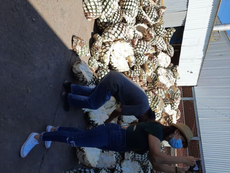From Guadalajara: Pyramids & Jose Cuervo Tequila Tour - Customer Feedback