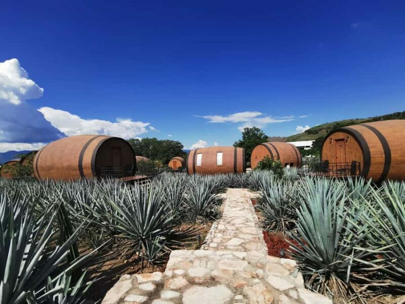 From Guadalajara: Tequila Tour: Tasting Experience & Lunch - The Sum Up