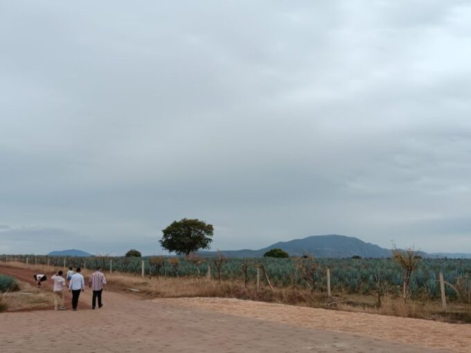 From Guadalajara: Tequila Tour With Tastings - Cantaritos Amatitán Visit
