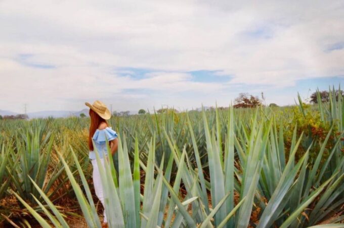 From Guadalajara: Tequila Town and Cantarito Making Tour - Distillery Tour and Tasting