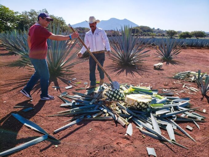 From Guadalajara: Town of Tequila & Jose Cuervo Factory Tour - Frequently Asked Questions