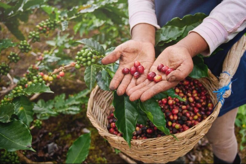 From Guatape: ATV + COFFEE TOUR AT LOCAL FAMILY FARM - Booking Details