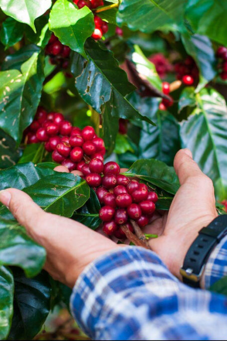 From Guatape: ATV + COFFEE TOUR AT LOCAL FAMILY FARM - Inclusions and Amenities