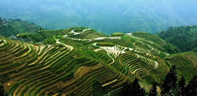 From Guilin: Longsheng Dragons Backbone Rice Terraces - Customer Reviews