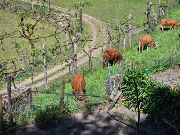 From Guimarães: Full-Day Tour in Gerês National Park - Village Reliant on Pastoralism
