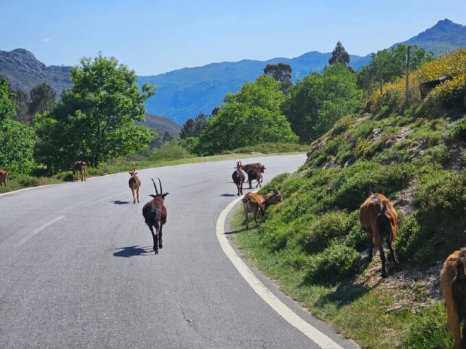 From Guimarães: Full-Day Tour in Gerês National Park - Local Gastronomy and Products