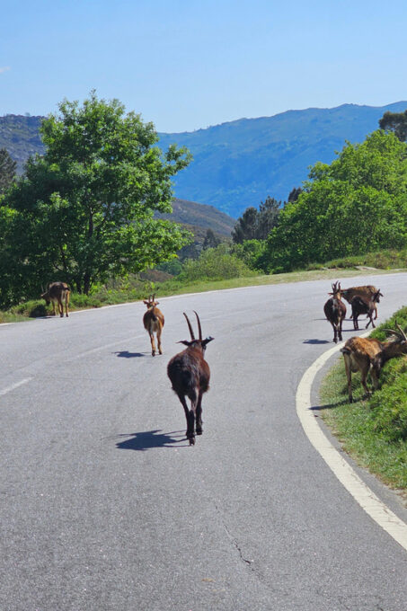 From Guimarães: Full-Day Tour in Gerês National Park - Frequently Asked Questions