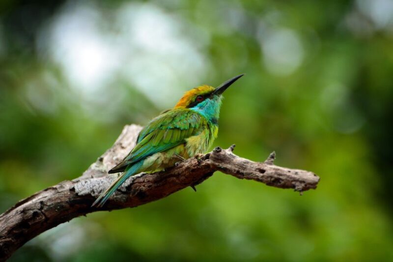 From Habarana or Sigiriya: Minneriya National Park Safari - Key Points
