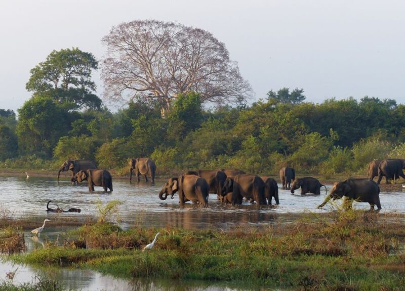 From Habarana or Sigiriya: Minneriya National Park Safari - Wildlife Experience