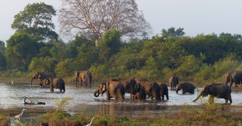 From Habarana or Sigiriya: Minneriya National Park Safari - Tour Logistics