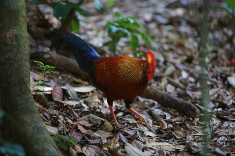 From Habarana or Sigiriya: Minneriya National Park Safari - Flora and Environment