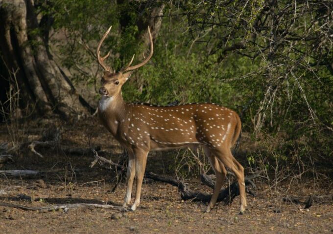 From Habarana or Sigiriya: Minneriya National Park Safari - Getting to Minneriya National Park