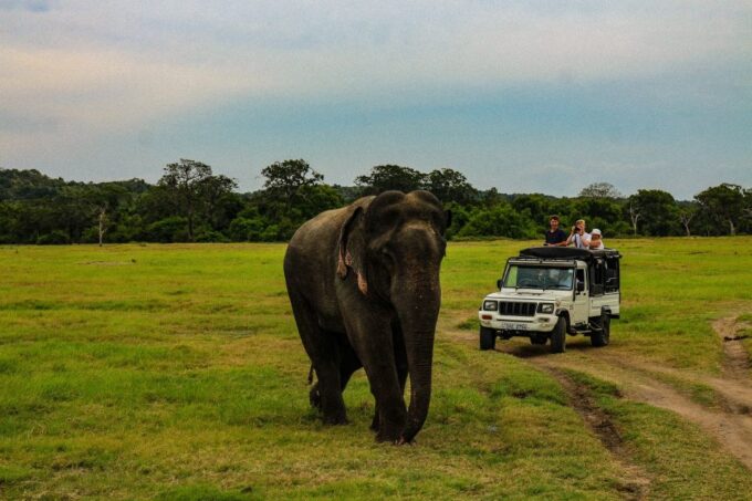 From Habarana or Sigiriya: Minneriya National Park Safari - Park Regulations and Considerations