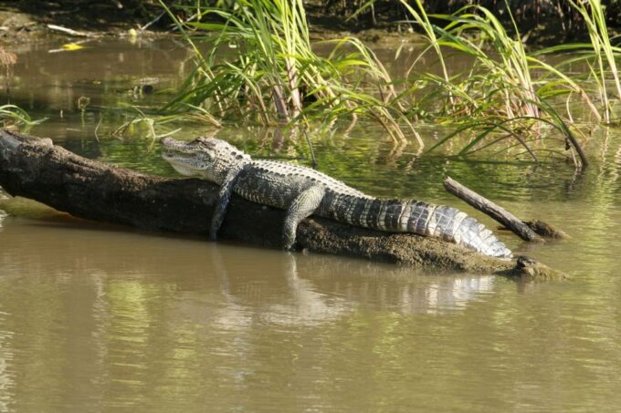 From Habarana or Sigiriya: Minneriya National Park Safari - Recap