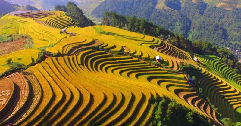 From Hanoi: 1-day Sapa Trekking Tour With Overnight Bus - Customer Feedback
