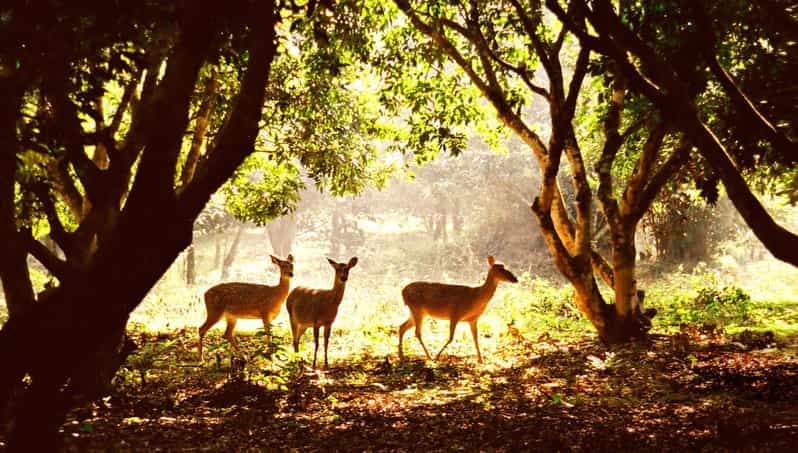 From Hanoi: 2 Day Ninh Binh - Cuc Phuong National Park - Key Points