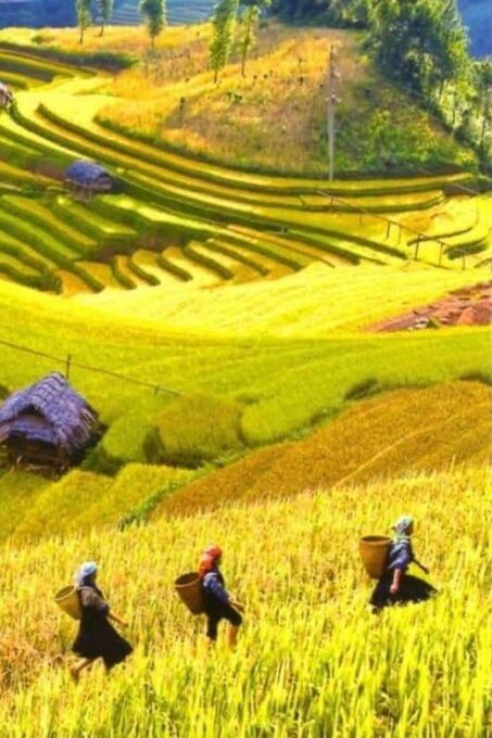 From Hanoi: Admire The Terraced Fields In Sapa For 2 Days - Frequently Asked Questions