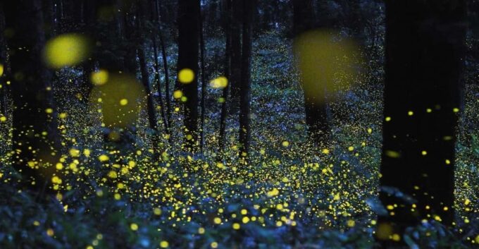 From Hanoi: Adventure In Cuc Phuong Forest & Watch Fireflies - Fireflies Illuminating the Night Forest