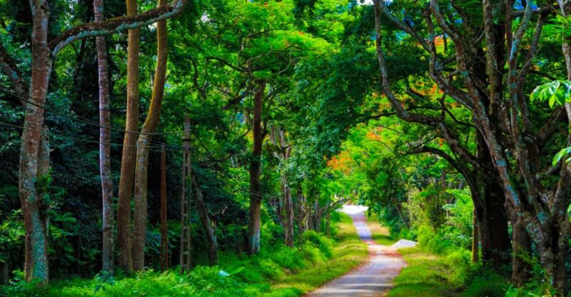 From Hanoi: Cuc Phuong & Admire Fireflies In 1 Day - Evening Adventure