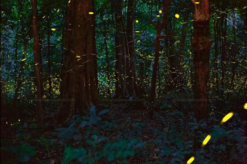 From Hanoi: Cuc Phuong & Admire Fireflies In 1 Day - Inclusions and Exclusions