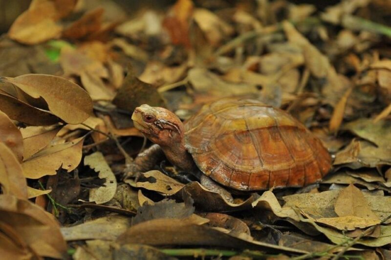 From Hanoi: Cuc Phuong National Park - Highlight: Endangered Primate Rescue