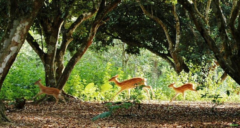 From Hanoi: Cuc Phuong National Park - Highlight: Turtle Conservation Program
