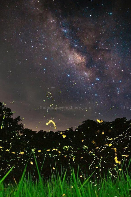 From Hanoi Explore Fresh Nature, See Wild Animal & Fireflies - Inclusions and Logistics