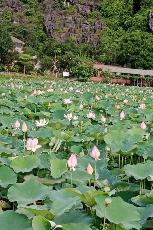 From Hanoi: Hoa Lu, Trang An, and Mua Cave Full Day - Key Points