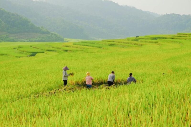 From Hanoi: Trekking To Explore Terraced Fields 2 Days - Visiting Lao Chai Village