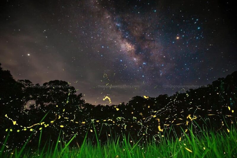 From Hanoi: Visit Cuc Phuong National Park & Admire Firefly - Contact and Booking Information