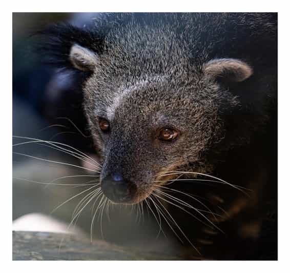 From Hanoi: Visit Cuc Phuong National Park & Admire Firefly - Endangered Primate Rescue Center