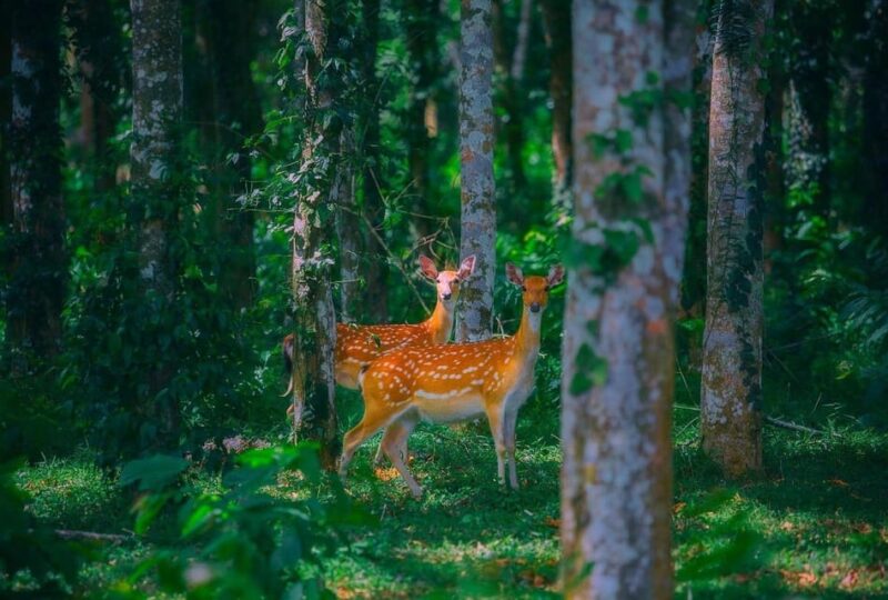 From Hanoi: Watching Wild Animals In Cuc Phuong Forest - Included Services
