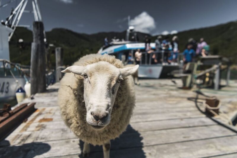 From Havelock: Marlborough Sounds Mail Boat Full-Day Cruise - Cruise Itinerary